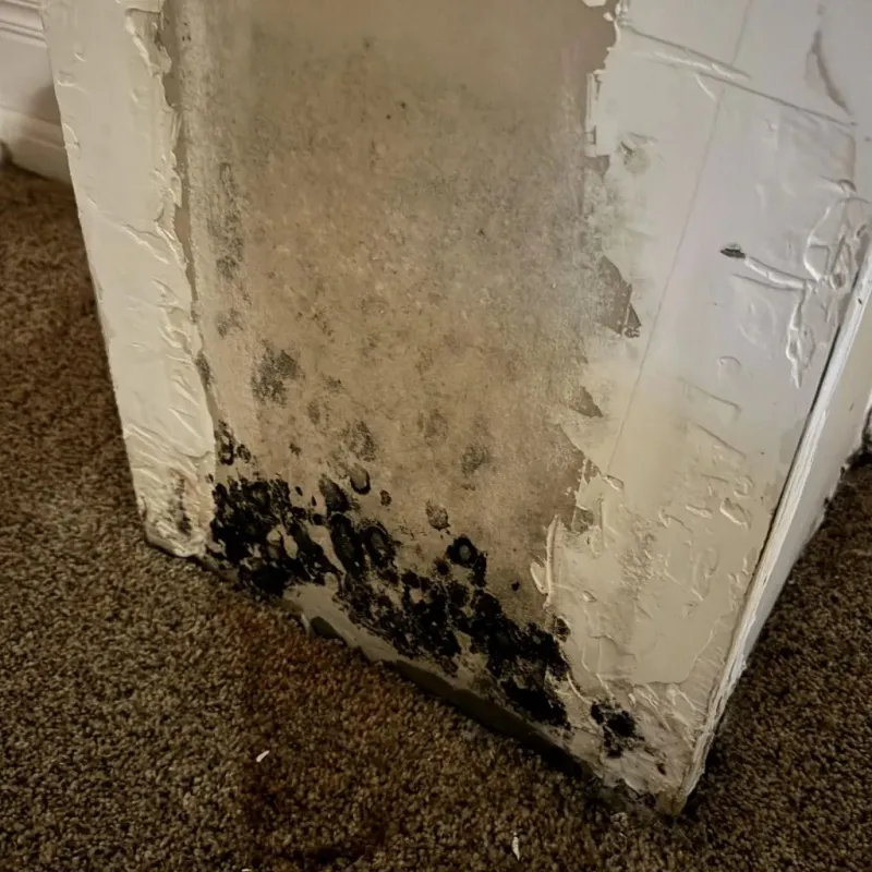 Professional Mold Removal in Joshua, TX